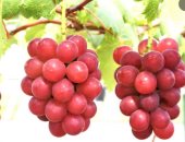 دراسة حديثة: العنب أفضل فاكهة من أجل صحة الأمعاء