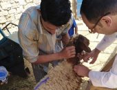 علاج 397 حيوانا و2190 طائرا بالمجان ضمن قافلة من 54 قافلة بيطرية بزفتى