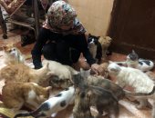 27 سنة حب للقطط.. "مروة" تتبنى أكثر من 150 قطة: أرفض اتجوز حد ما يحبهمش