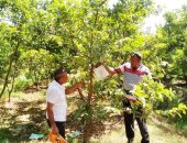 سحب عينات من محصول الجوافة بالبحيرة وتحليلها بالمعمل المركزى للمبيدات