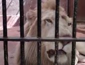 بياكل 6 كيلو لحمة يوميا.. الأسد حسين فهمى يجذب زوار حديقة الحيوان "فيديو"