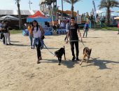 أناكوندا وعقاب وكلاب.. أكبر تجمع للحيوانات على شاطئ بورسعيد.. لايف وصور