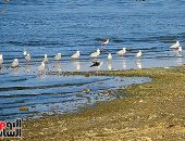 محافظة بورسعيد: مصر من أعظم مسارات هجرة الطيور على مستوى العالم