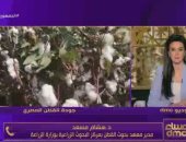 مدير معهد بحوث القطن: متوقع زيادة مساحة زراعة القطن الموسم المقبل