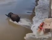 مصرع صحفى وفقدان مسعف خلال محاولة إنقاذ فيل عالق فى نهر بالهند.. فيديو وصور