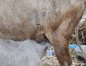 من السرسوب إلى الفطام الآمن.. 60 يوما تصنع عجلا قويا وإنتاجا مستداما