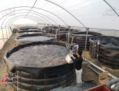 بث مباشر.. حكاية أول مزرعة سمكية بالنظام المغلق تعيد تدوير المياه بكفر الشيخ