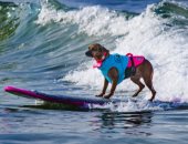 عمرها 12عامًا.. منافسة قوية بين الكلاب فى مسابقة أمريكية لركوب الأمواج..صور