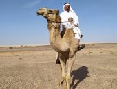 شرم الشيخ تستعد لانطلاقة موسم سباقات الهجن الجديد بمشاركة 1500 هجان الشهر المقبل 