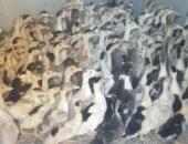توزيع 40 ألفا و800 طائر بمشروع تربية البط بمدن البحيرة لتحويلها لقرى منتجة
