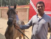 "أفراح" تفوز بالمركز الثانى بمسابقة الجمال بمهرجان الشرقية للخيول العربية