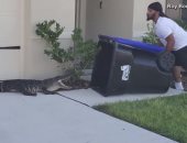 رجل من فلوريدا يستخدم سلة مهملات لاصطياد تمساح ضخم.. فيديو