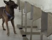 شرطة كمبوديا تدرب كلاب متخصصة فى مكافحة المتفجرات على رصد مصابى كورونا.. فيديو