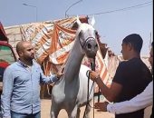 سعرها 50 ألف دولار.. الفرسة "أفراح" تزين مهرجان الشرقية للخيول.. لايف