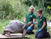 حديقة بريطانية تقيس وزن وطول الحيوانات بشكل سنوى لمراقبة صحتها.. صور