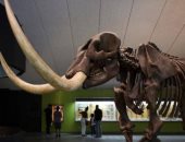 طفل أمريكى يعثر على حفرية حيوان منقرض تزيد عمرها على 12 ألف عام فى ميشيجان