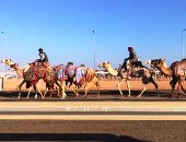 الهجن تشارك فى الاحتفال بالذكرى 48 لانتصارات أكتوبر.. انطلاق سباق الهجن الأول على أرض االفيروز بمشاركة 1500جمل.. القوافل تصل من كل المحافظات لمدينة السلام.. و30 قبيلة يمثلون المشاركين فى السباق 