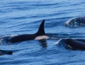علماء يكتشفون نوعا جديدا من الحيتان القاتلة قرب الساحل الغربى الأمريكى