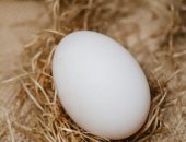 استقرار أسعار البيض فى الأسواق عند مستوى 48 جنيها للكرتونة