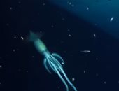 علماء يرصدون حبارا عملاقا أكبر من الإنسان خلال رحلة بأعماق البحار.. فيديو وصور