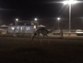 الهجن تتسابق ليلا تحت الأضواء الكاشفة بشرم الشيخ..صور