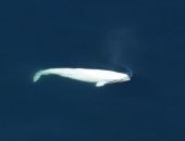 ظهور جديد لحوت بيلوغا الضخم فى المحيط الهادى بعد اختفائه 81 عاما.. صور