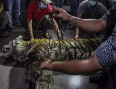 العثور على نمر سومطرة النادر نافق بعد تعلقه فى فخ للحيوانات بإندونيسيا