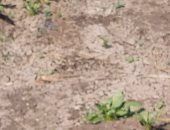 مزارع يشكو من عدم وصول مياه الرى لأرضه فى قرية الشوافين بالشرقية.. والمحافظة ترد