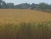 وكيل معهد بحوث المحاصيل: مصر الأولى عالميا منذ أكثر من 10 سنوات فى إنتاجية الأرز