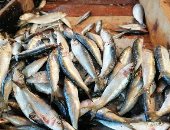 تعرف على أسعار الأسماك فى السوق اليوم الثلاثاء 9 نوفمبر 2021