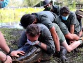 12حارسًا بحديقة حيوان أسترالية يكبلون تمساح ضخم لمنعه من أذى الزواحف 