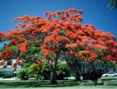 10 معلومات عن الشجرة الملكية المهددة بالانقراض.. تعرف عليها
