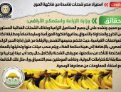 مجلس الوزراء ينفى استيراد مصر شحنات فاسدة من "الموز"