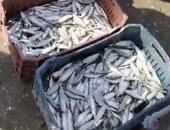 رزق البحر.. شباك الصيادين تحصد السردين على شاطئ بورسعيد.. لايف وصور 