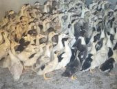 توزيع 42 ألفا و660 طائرا حتى الآن بمشروع تربية البط بمراكز ومدن محافظة البحيرة