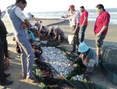 السردين أكثر أنواع الأسماك فى شباك صيادى بورسعيد.. لايف وصور