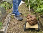 وزنها 7.8 كيلوجرام.. زوجان من نيوزيلندا يعثران على أكبر ثمرة بطاطس فى العالم