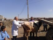 للكشف المجانى على المواشى.. القومى للبحوث ينظم قافلة بقري جنوب بورسعيد