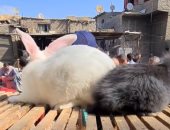 شوف أضخم أرنب فى سوق الجمعة.. وإزاى تبدأ مشروعك بـ3 آلاف جنيه "فيديو"