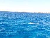 الدورات البحرية التابعة لمحميات البحر الأحمر تعثر على حيوان الدوجنج "عروس البحر" النافق 