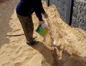 "زراعة الإسكندرية": تواصل مواجهة النمل الأبيض بالمبيدات بأحد المدارس غرب المحافظة