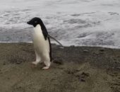 العثور على بطريق نادر سافر بالخطأ من أنتاركتيكا لنيوزيلندا .. فيديو