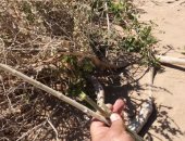 لايف.. شاهد أشجار الأراك المنتجة للسواك مزار للسائحين فى محمية نبق بجنوب سيناء