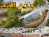 "طريق الحرير".. نجع الشيخ عون تنهى البطالة بدودة قز 