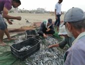 نهاية رحلة صيد أسماك السردين والدراج على شاطئ بورسعيد.. لايف وصور