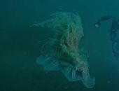 روسى يلتقط فيديو لأكبر قنديل بحر فى العالم..  طول مجساته 30 مترا