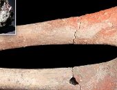 علماء يكتشفون عنصرا ساما فى عظام بشرية يعود تاريخها لـ5 آلاف عام