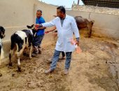 تحصين 48 ألف و473 رأس ماشية ضد الحمى القلاعية والوادى المتصدع بكفر الشيخ