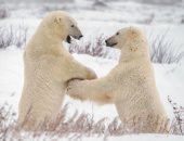 التغير المناخى شبح يهدد السياحة.. عاصمة الدب القطبى تخشى هروب الزوار