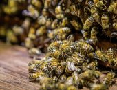 النحل آكل اللحوم هل ينتج عسلا قابلا للاستهلاك الآدمى؟ 